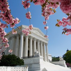 Supreme Court in Bloom - photo by Tim Sackton
