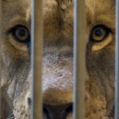 Caged Lion - photo by Kristian Bødker